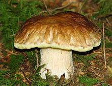 Информация о съедобных грибах